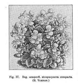 B. ‘Vernon Compacta’